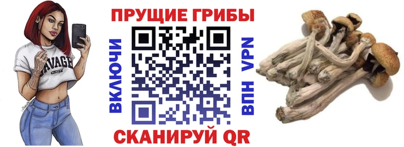 Псилоцибиновые грибы мицелий  кракен онион  Верея 